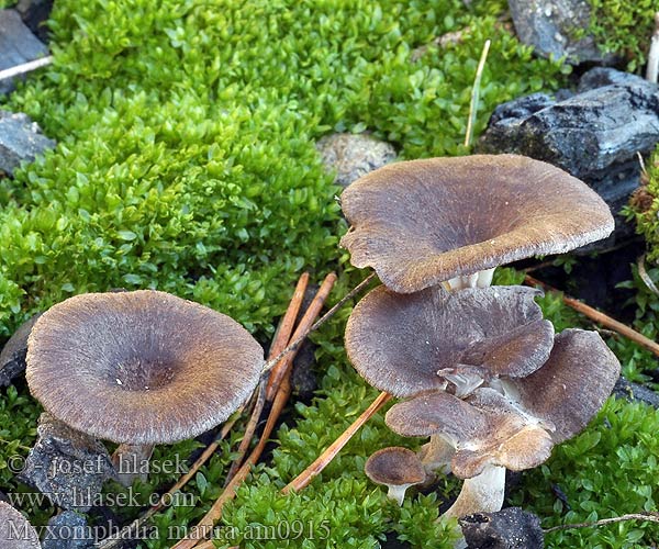 Омфалина гаревая Myxomphalia maura Fayodia Omphalia Kalichovka spáleništní uhelná uhlová Uhľovka lúčovitá Dunkler Kohlennabeling Burn Site Mycena Branntussehatt Kulhat Kul-Gråhat Nokilakki Omphale carbonicole brun noirâtre Splijtplaat Svartnavling Śluzopępka węglolubna