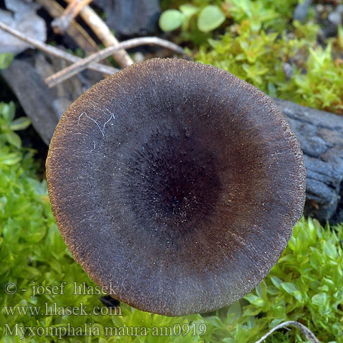 Fayodia maura Omphalia Myxomphalia Kalichovka spáleništní uhelná uhlová Uhľovka lúčovitá Dunkler Kohlennabeling Burn Site Mycena Branntussehatt Kulhat Kul-Gråhat Nokilakki Omphale carbonicole brun noirâtre Splijtplaat Svartnavling Śluzopępka węglolubna Омфалина гаревая