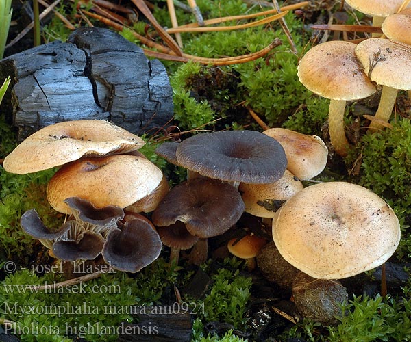 Uhľovka lúčovitá Dunkler Kohlennabeling Burn Site Mycena Branntussehatt Kulhat Kul-Gråhat Nokilakki Omphale carbonicole brun noirâtre Splijtplaat Svartnavling Śluzopępka węglolubna Омфалина гаревая Fayodia maura Omphalia Myxomphalia Kalichovka spáleništní uhelná uhlová