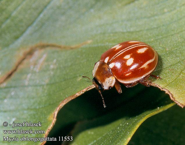 Myzia oblongoguttata 11553