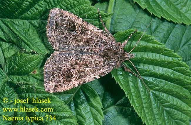 Naenia typica