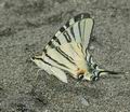 Iphiclides_podalirius_da8468