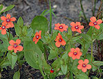 anagallis_arvensis_ab7165