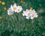 anemone_narcissiflora_4145