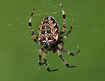 araneus_diadematus_ag0135