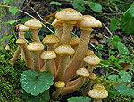 armillaria_borealis_bs7515