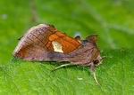 autographa_bractea_989