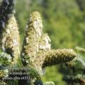 Abies_alba_e4321