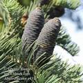 Abies_concolor_e4311