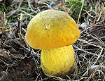 boletus_primulicolor_hy6524