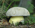 boletus_radicans_ai7578