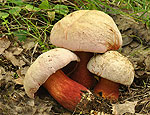 boletus_rhodoxanthus_bh8170