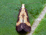 brachmia_dimidiella_ja6379s