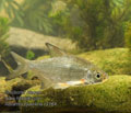 Abramis_bjoerkna_r2164