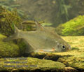 Abramis_bjoerkna_r2413
