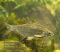 Abramis_bjoerkna_r2664