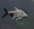 Abramis_brama_ma8717