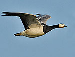 branta_leucopsis_ea5116