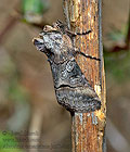 Abrostola_canariensis_jm0241s