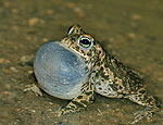 bufo_calamita_br6382