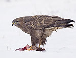 buteo_buteo_pa224142