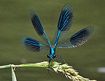 calopteryx_splendens_p7089282