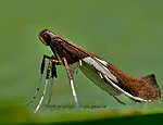 caloptilia_stigmatella_cx5607s