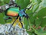 calosoma_sycophanta_ae6214