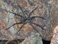 Acantholycosa_norvegica_ab4840
