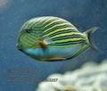 Acanthurus_lineatus_mc3257