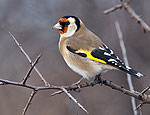 carduelis_carduelis_ba0110