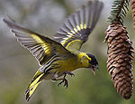 carduelis_spinus_pg5653