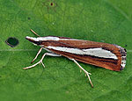 catoptria_margaritella_bu6321