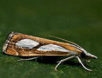 catoptria_pinella_jd0379s