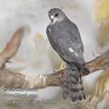 Accipiter_brevipes_eb3785