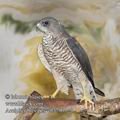 Accipiter_brevipes_eb3790