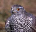 Accipiter_gentilis_11822