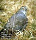 Accipiter_gentilis_11849