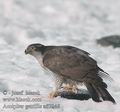 Accipiter_gentilis_ad7846