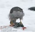 Accipiter_gentilis_ad7939