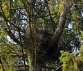 Accipiter_gentilis_br3932