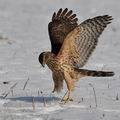 Accipiter_gentilis_hc6347