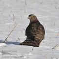 Accipiter_gentilis_hc6353