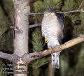 Accipiter_nisus_8871