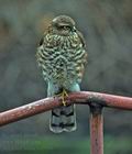 Accipiter_nisus_bv0366