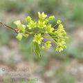 Acer_platanoides_ae0915