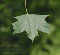 Acer_platanoides_af6148