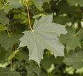 Acer_platanoides_af6159