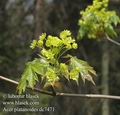 Acer_platanoides_dc7471