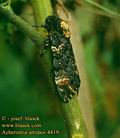 Acherontia_atropos_4419